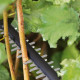 Акумуляторний кущоріз Bosch Universal Hedge Cut 18V-50 без акб та з/п