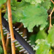 Електричний кущоріз Bosch AdvancedHedgeCut 70